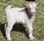 Bells Goats Sweet Sixteen